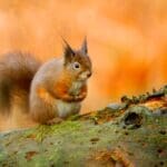 Great Scottish Squirrel Survey 6-12 October