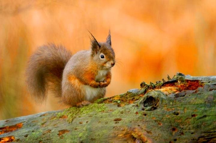 Great Scottish Squirrel Survey 6-12 October