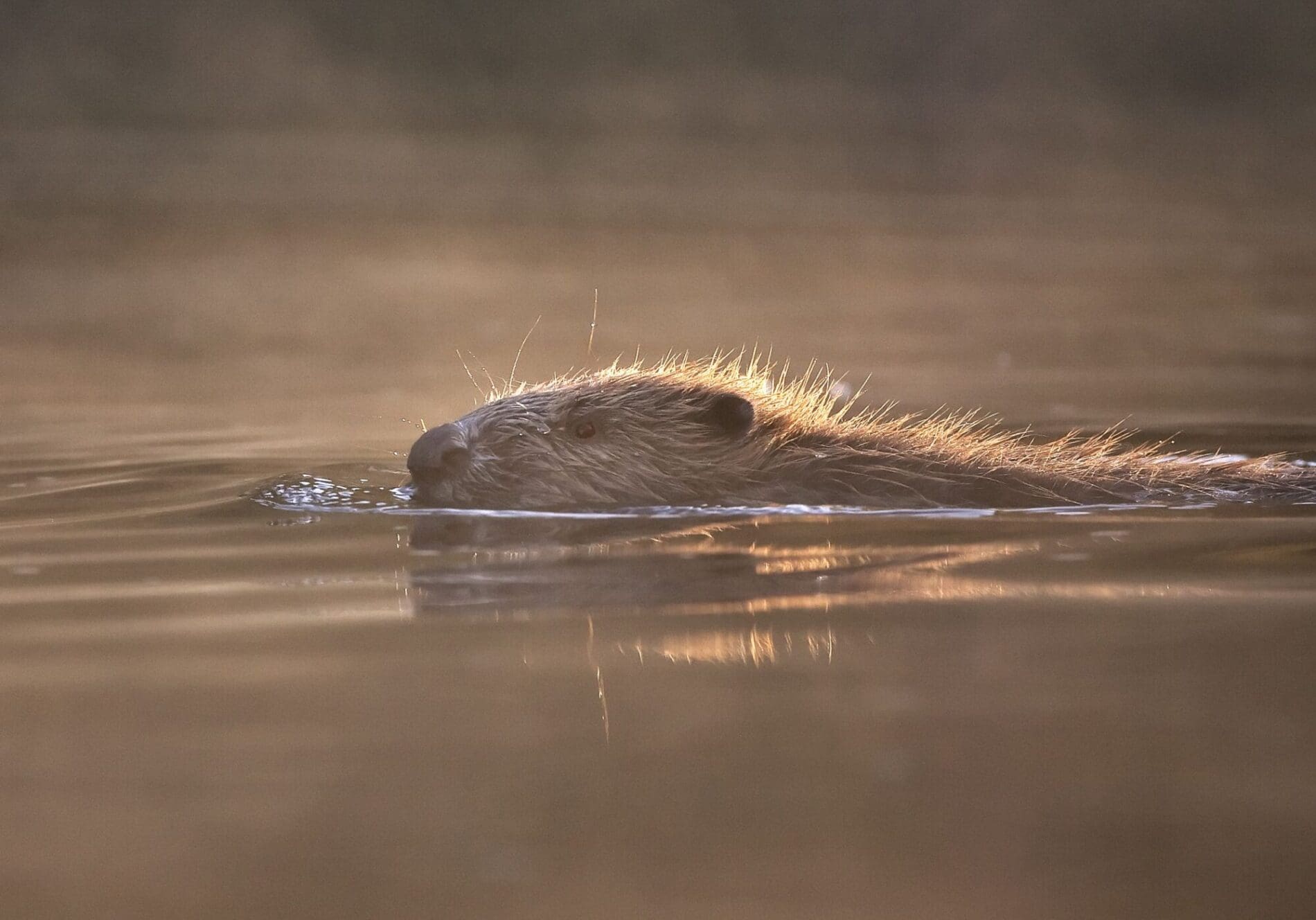 Ness Beaver Project update | Strathnairn Community