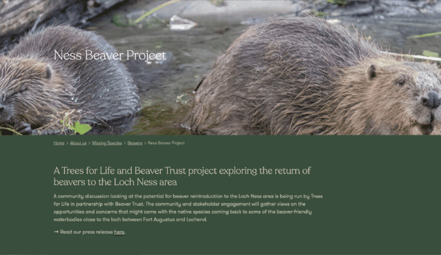 Ness Beaver Project Update