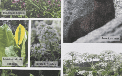 Scottish Invasive Species – report any sighting in Strathnairn
